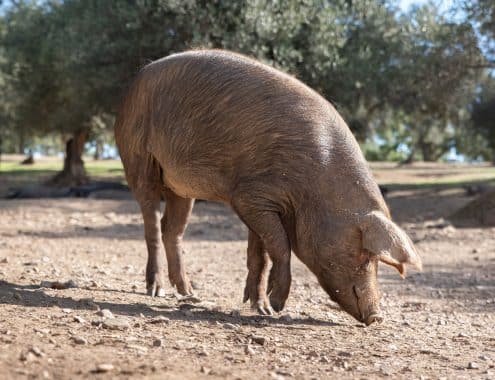 Todo lo que necesitas saber sobre el Cerdo Ibérico